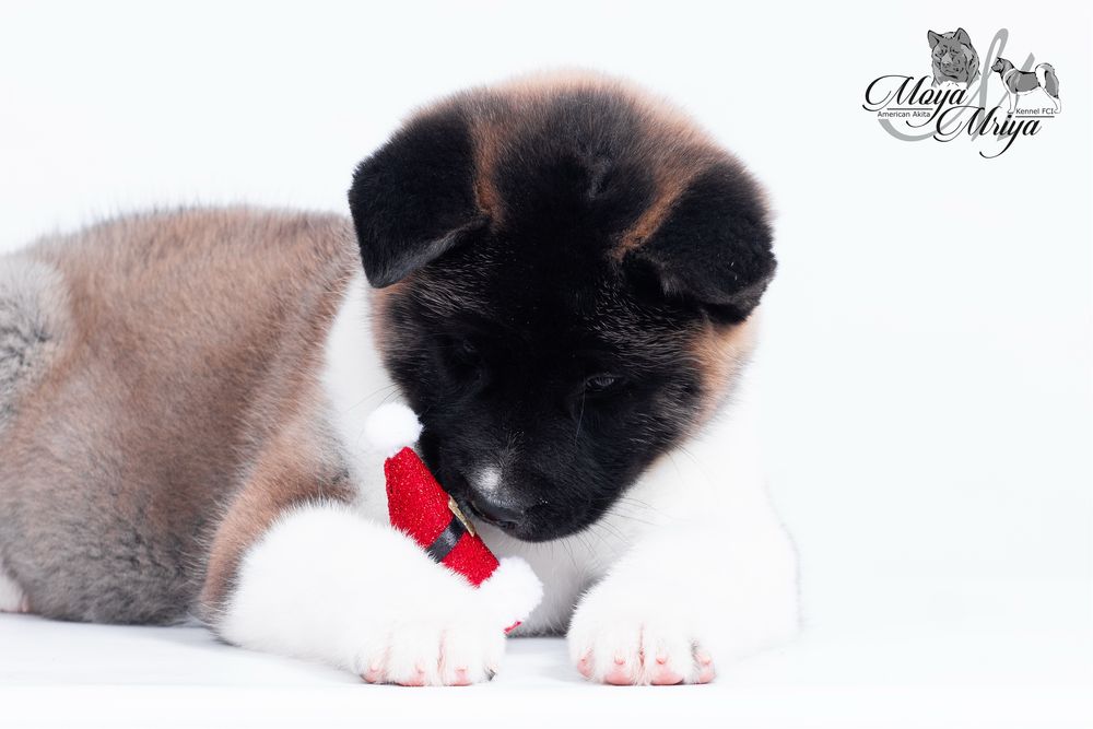 Американскька акіта/ американская акита / american akita