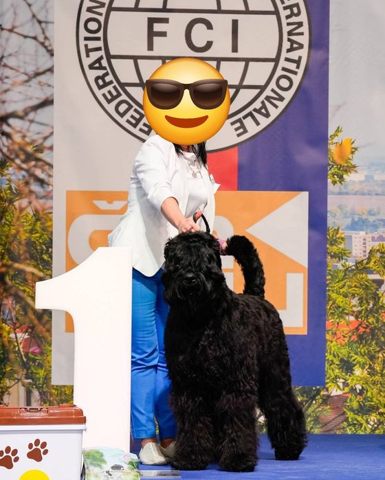 Czarny terier rosyjski