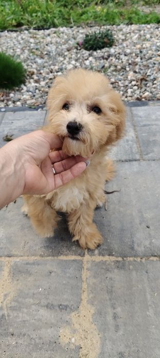 Bichpoo hybryda/bichon frise/ pudel.Suczka Hola..