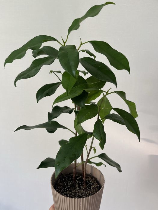 Фікус ретуза грін (Ficus retusa)