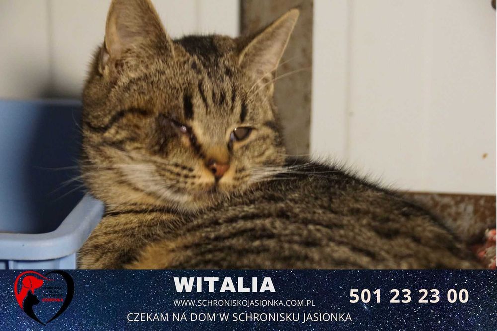 Witalia szuka domu-schronisko Jasionka-aktualne