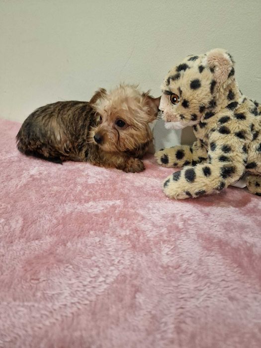 Yorkshire Terrier super miniatura (Gold)