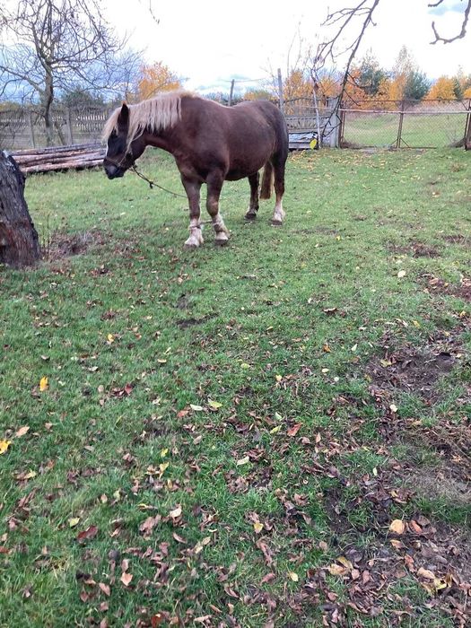 Klacz zimnokrwista maści kasztanowatej