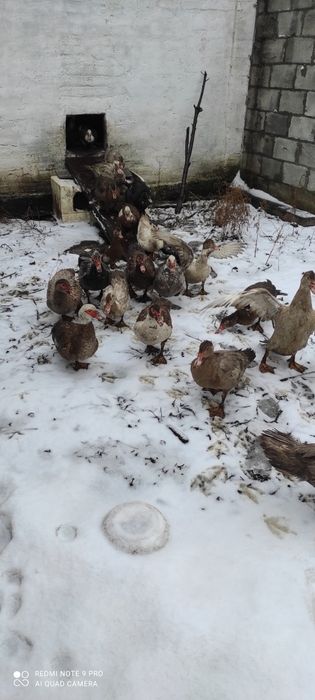 Продам индокачок