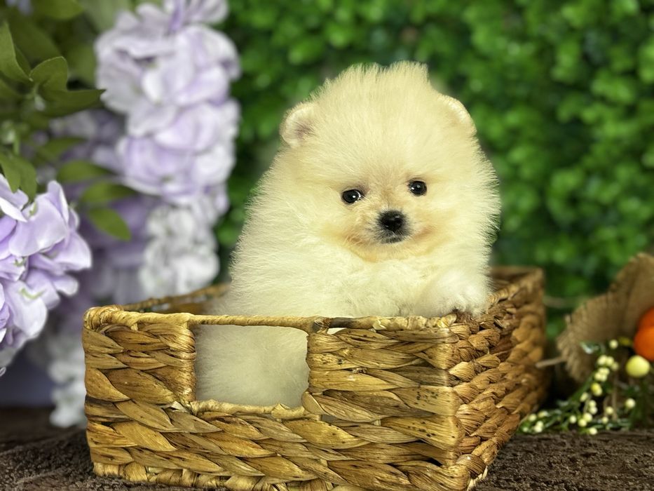 Міні дівчинка крем