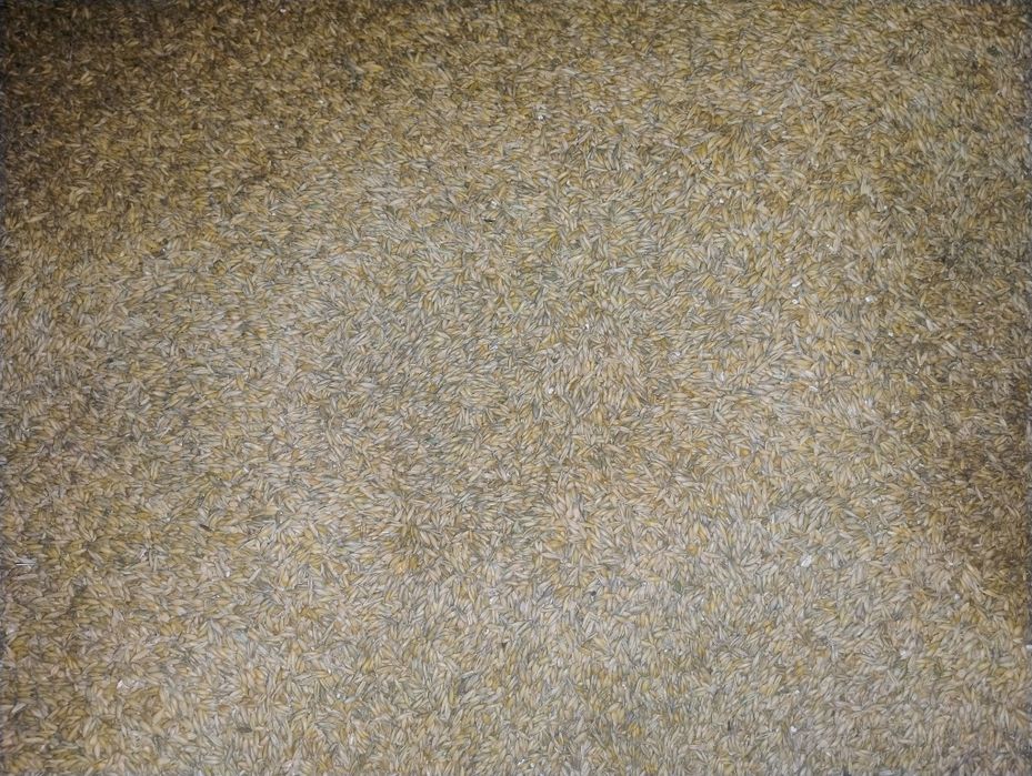 Mieszanka owsa z jęczmieniem