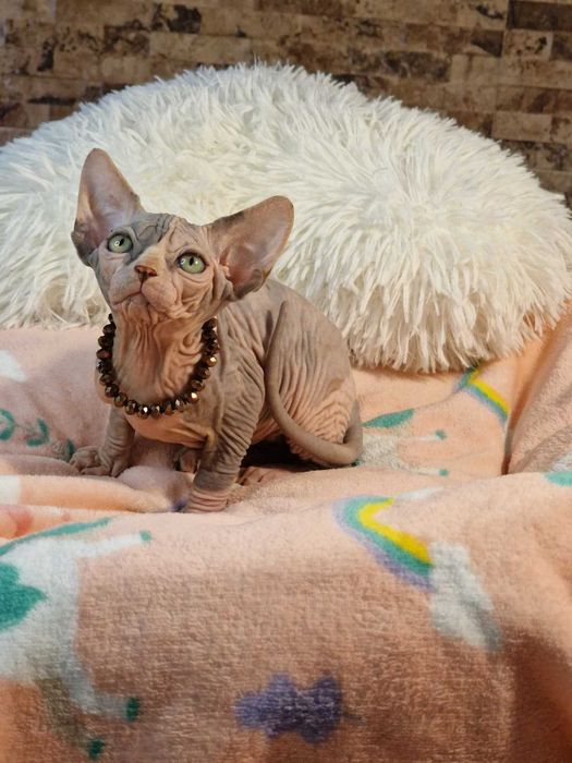 Gatinha Sphynx muito carinhosa