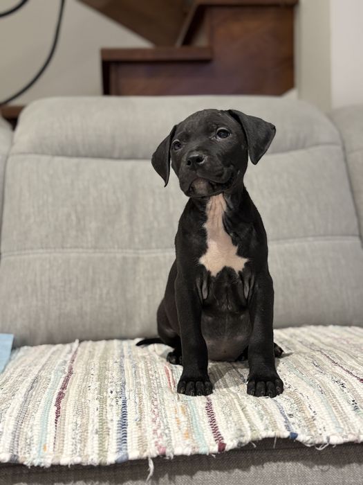 Amstaff piesek czarny