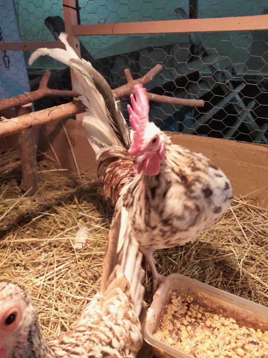 Liliputek kogut 10 miesięcy