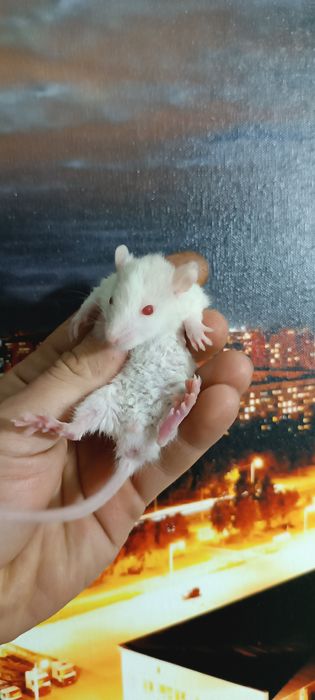 Щури пацюки Дамбо Рекс