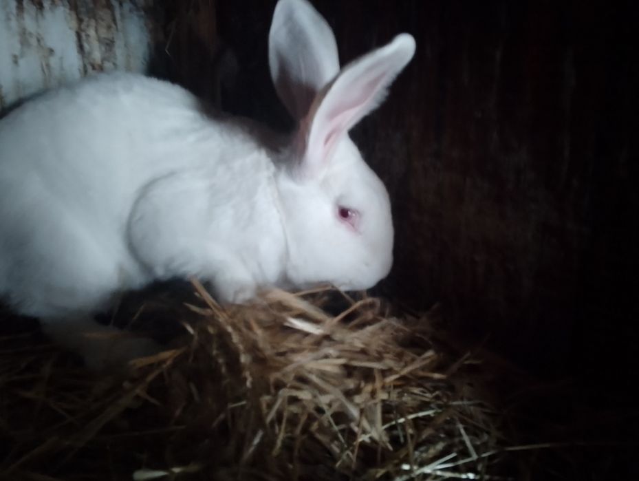 Samiec termondzki biały