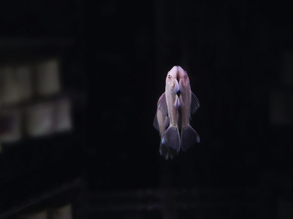 Zbrojnik Snow White L144