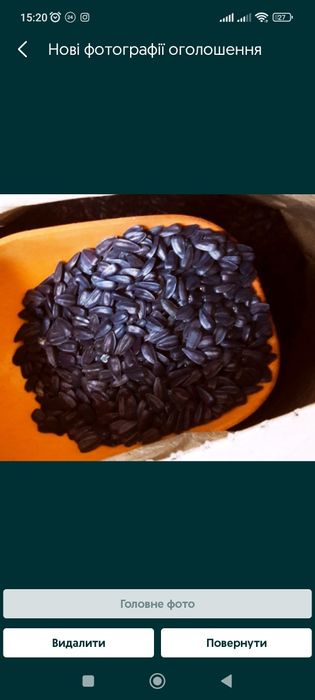 Насіння соняшника JAEGER F 369, канадський гібрид, олійний