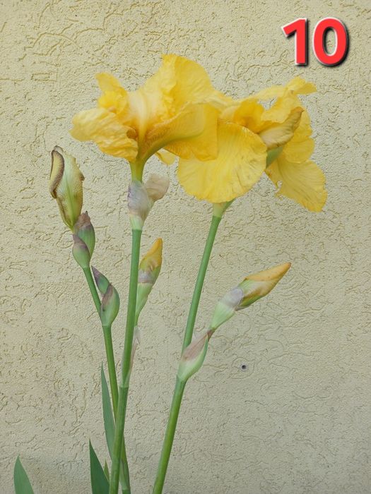 Іриси (13 сортів)
