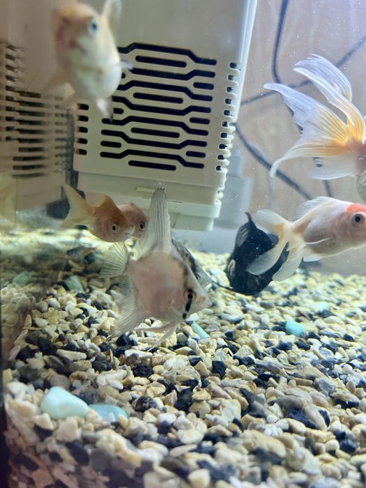 Акваріумні рибки скалярії