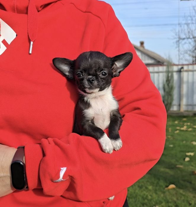 Чихуахуа. Чарівні красунчики.