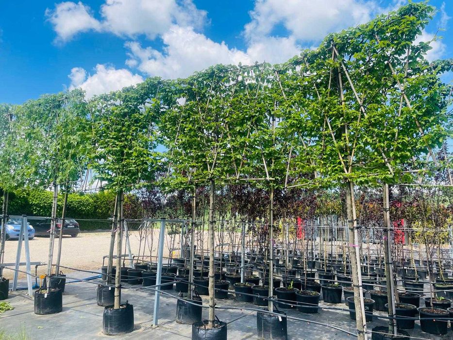 Palmet-Ekran-Ambrowiec-Grusza-Laurowiśnia -Grab Cena 1550 zł