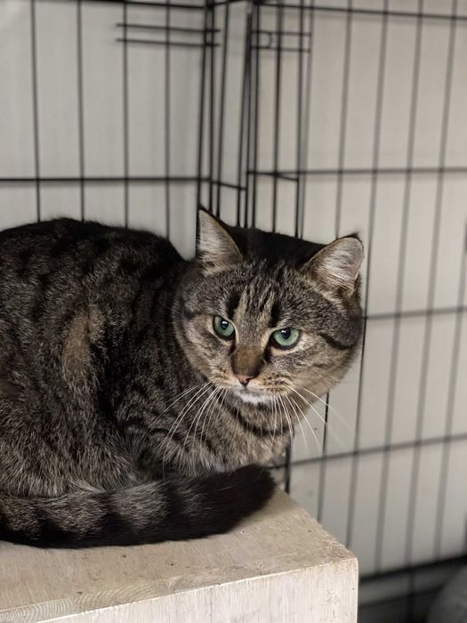 Sierżant - kot o szmaragdowych oczach