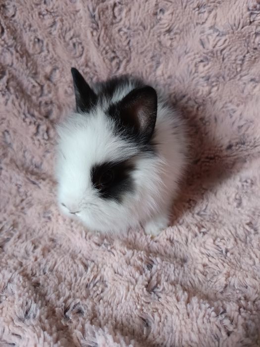 Królik karzełek Lwi/ Teddy