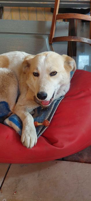 Метис лабрадора в добрые руки