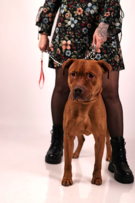 Предлагаю для вязки кобеля питбультерьера ККУ (питбуль, апбт)