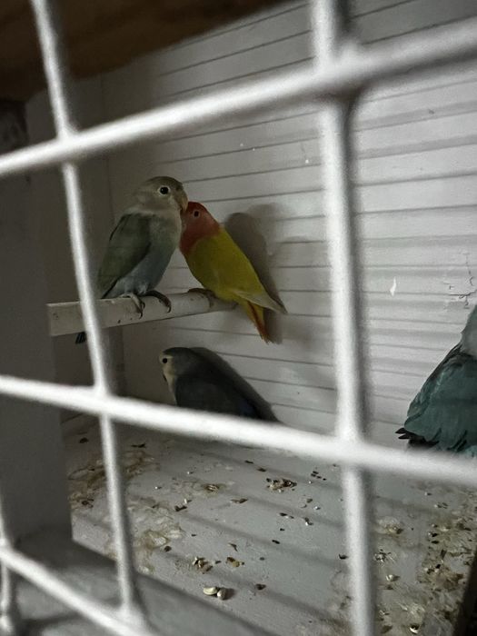 Agapornis para venda