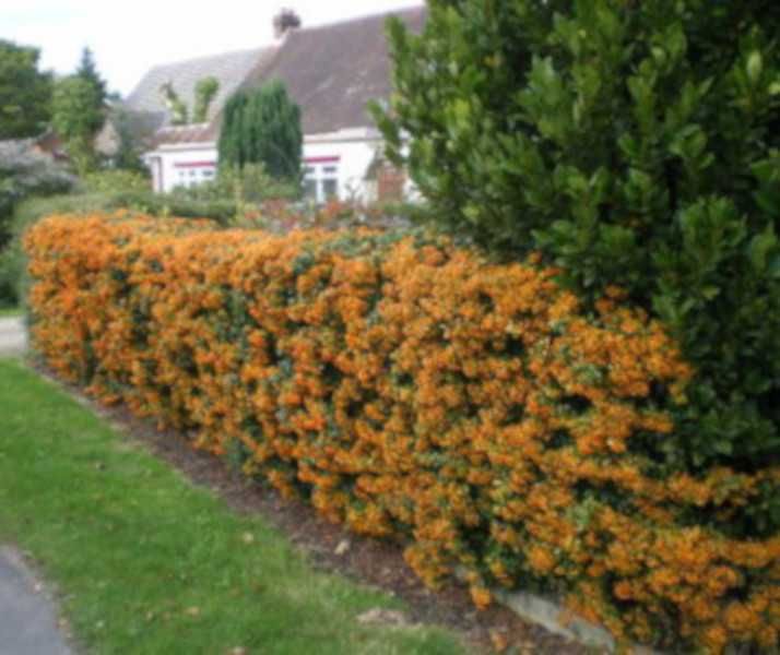 OGNIK SZKARŁATNY Orange Glow - sadzonki w doniczkach