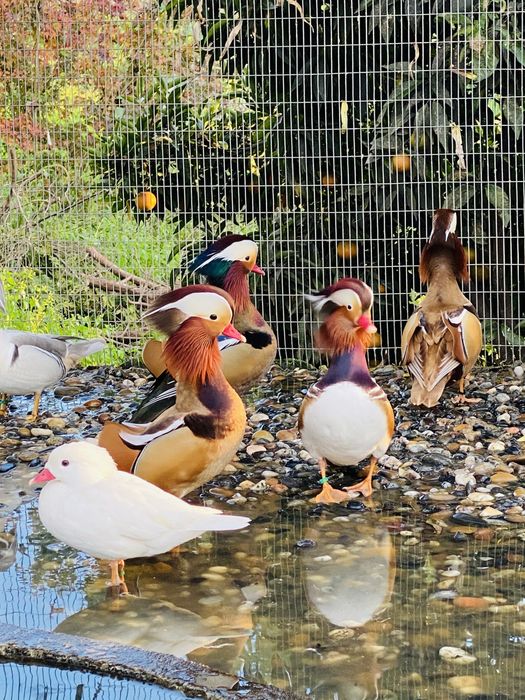 Patos mandarim e carolinos de varias cores