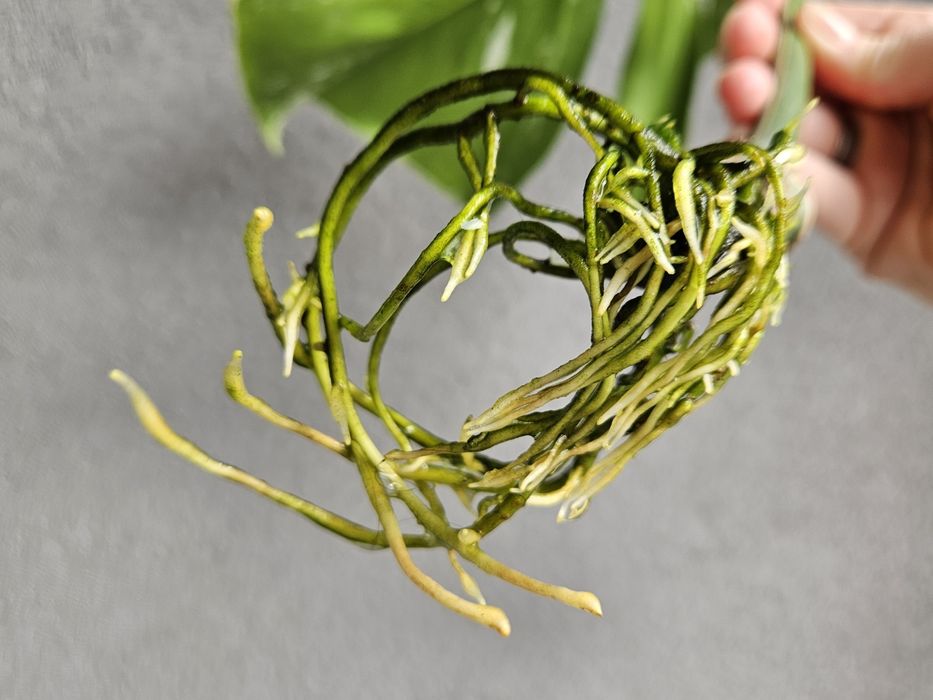 Monstera Jungle Mint naturalny pędówka ukorzeniona