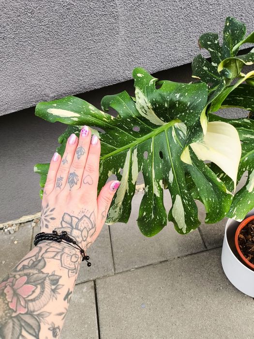 Monstera Thai duża