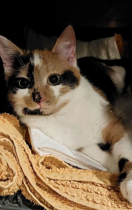 Trikolorka, 9 miesięczna koteńka do adopcji..wraz z mamą