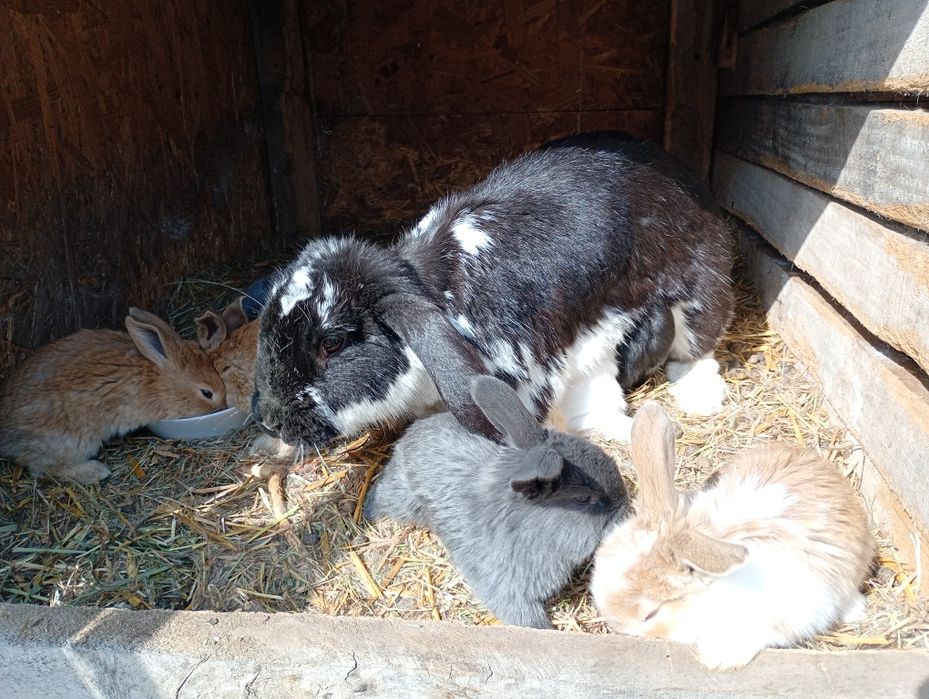 Samica plus 8 mlodych