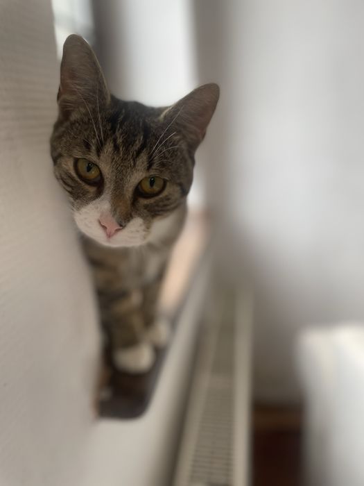 Hotel psów, kotów, królików i gryzoni