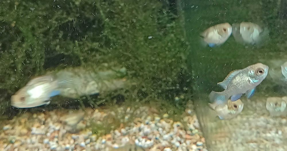 Andinocaras Pulcher "Electric Blue" (5 cm)