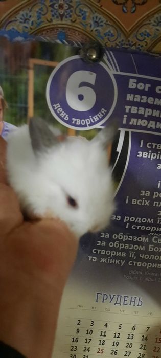 Хлопчики, маленькі пухнастикі, карликові кролики