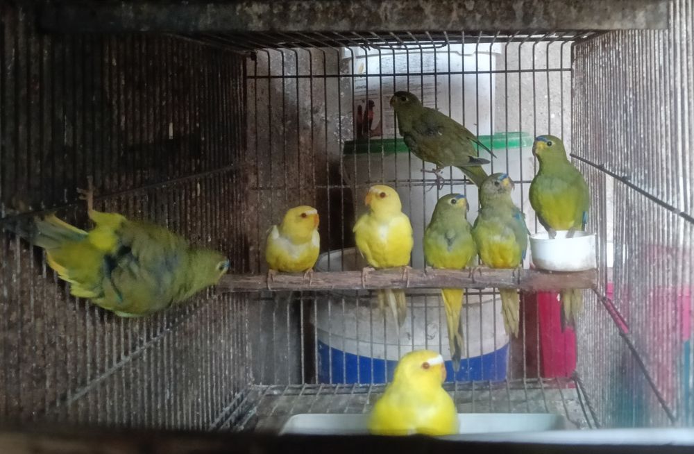 Psitacideos diversos