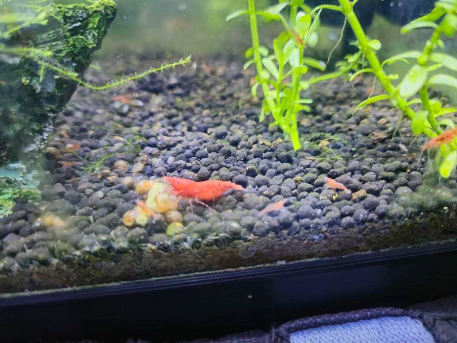 Camarão Neocaridina Red Cherry