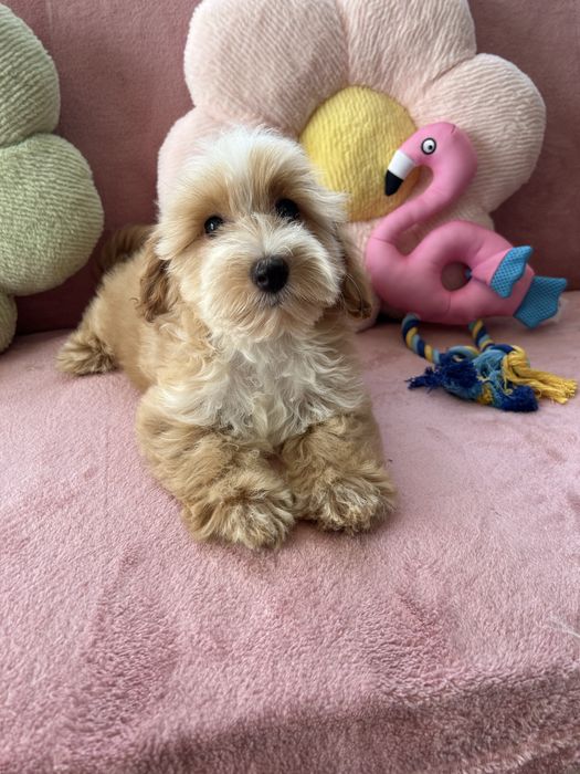 MALTIPOO - suczka