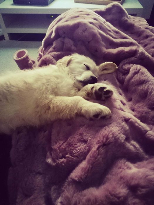 Princesa Golden Retriever com LOP