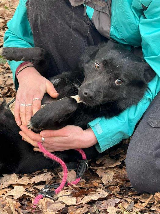 Onyx- czarna piękność do adopcji