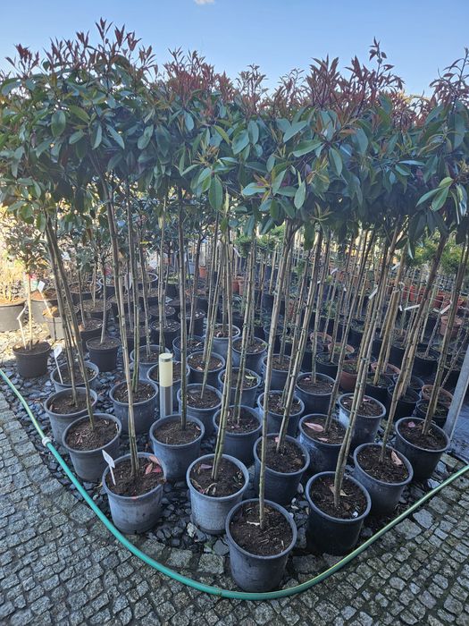 Sosny formowane  bonsai Jałowiec Judaszowiec