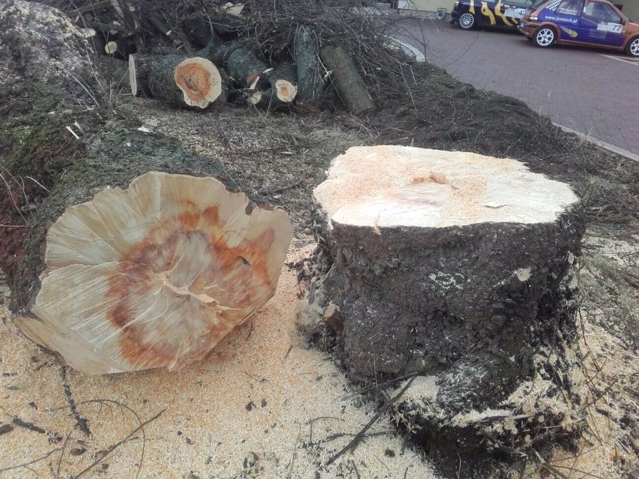 Wycinka drzew, wycinka na podnośniku ,Wycinka trudnych drzew,