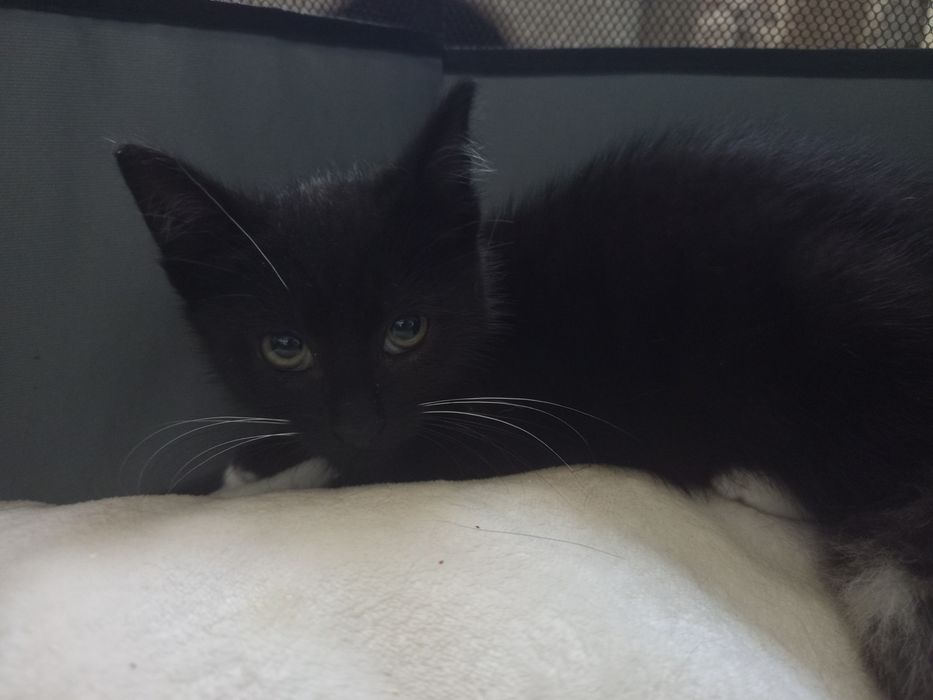 Uroczy 2 miesięczny kocurek do adopcji