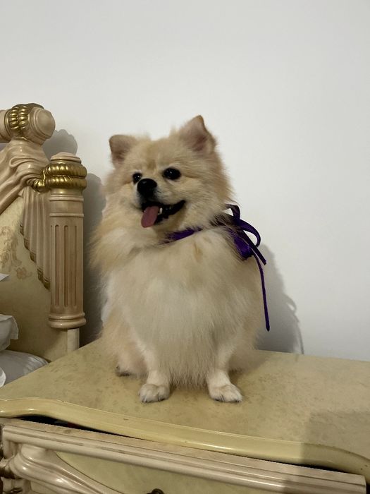 Ексклюзивні хлопчики Померанські шпіци з ідеальним характером