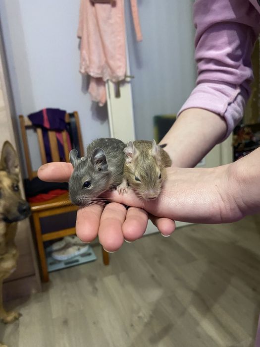 Koszatniczki za darmo