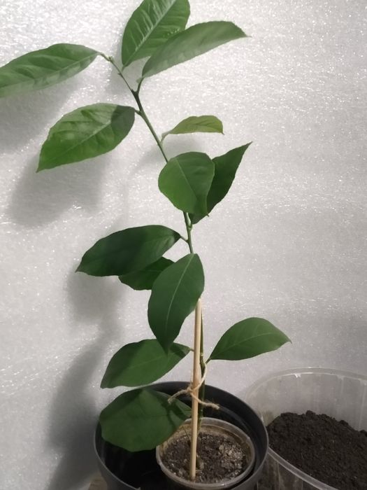 Лимон кімнатний крупноплодний