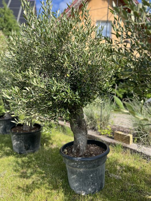 Oliwka Drzewo oliwne Arbequina 150–170 cm | Pień 35–45 cm | Transport 50 km gratis