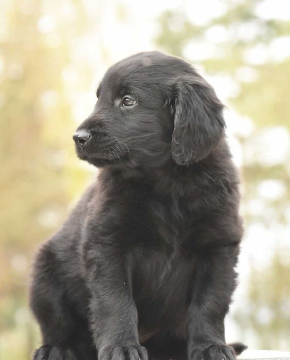 FLAT COATED RETRIEVER - czarny chłopczyk odb Maj