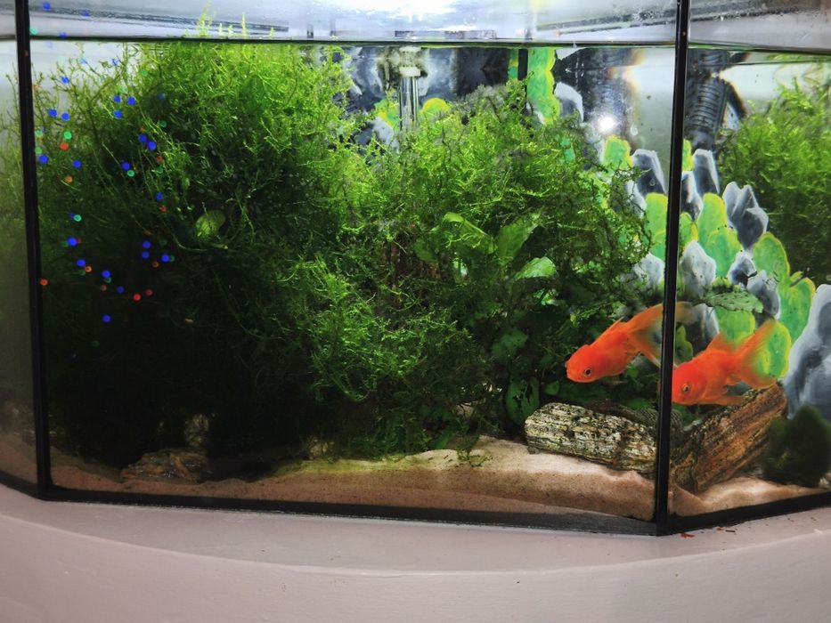 Mech do akwarium