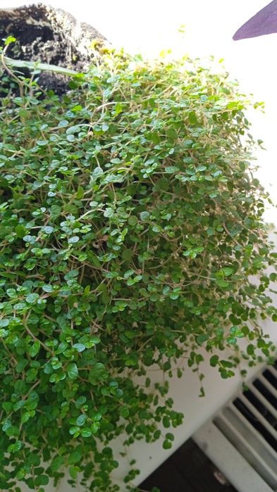 Срезы плектрантус, плющ, сингониум, пеперомия, эпипремнум